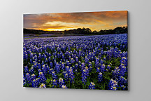 Obraz Modrá trvalka Modrica 1415